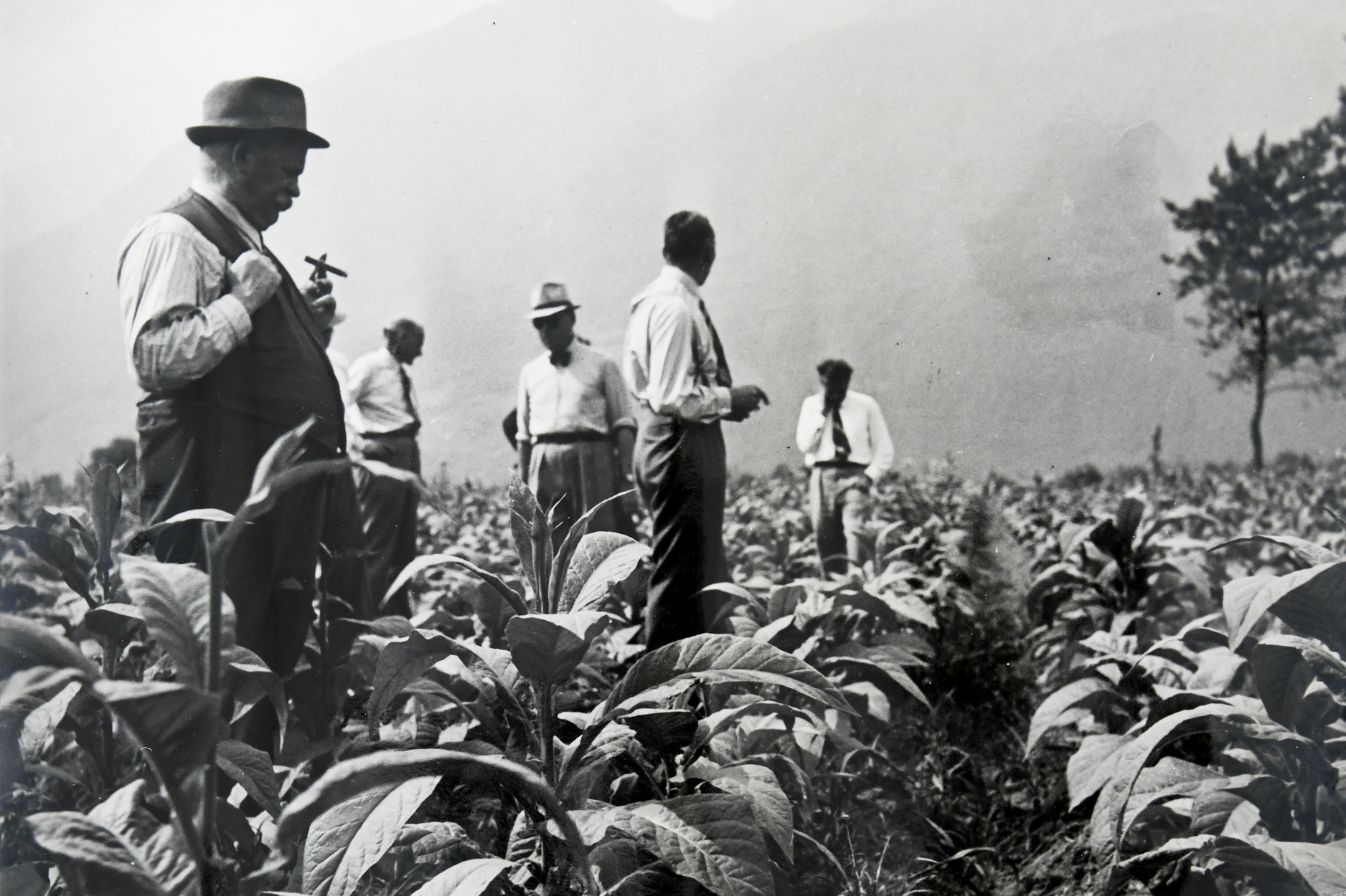 **Primo impianto di essicazione in Ticino**
La Polus era all’avanguardia nella fermentazione dei tabacchi e nel 1933 istallò il primo impianto per l’essicazione artificiale del tabacco in Svizzera.